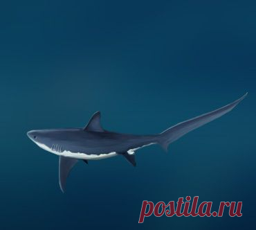 Воротниковая акула (Parascyllidae).