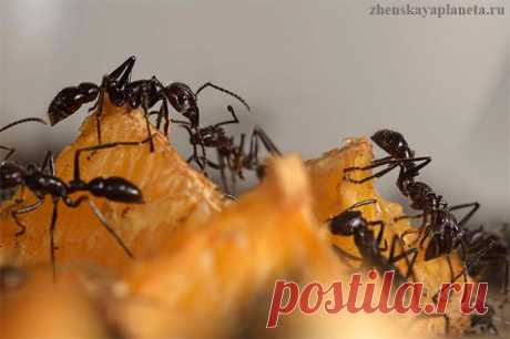 Как навсегда избавиться от муравьёв в доме? | Женская Планета