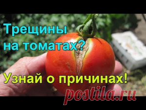 Почему трескаются помидоры на кустах | Дача - впрок