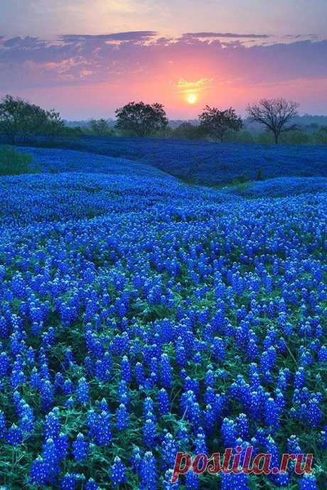 Bluebonnet Field – Ellis County, Texas | noturno