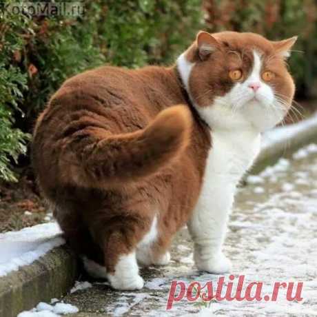 Кот - богатырь | KotoMail.ru