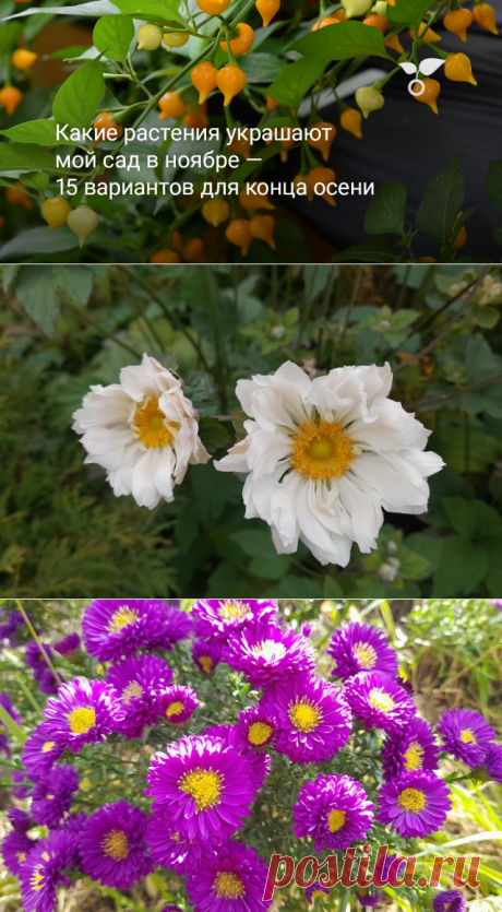Какие растения украшают мой сад в ноябре — 15 вариантов для конца осени. Фото — Ботаничка