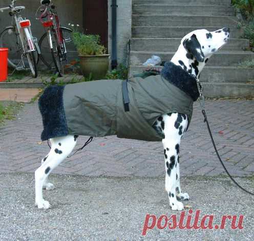 Тёплая попона-пальто для собаки выкройка / Для питомцев / ВТОРАЯ УЛИЦА