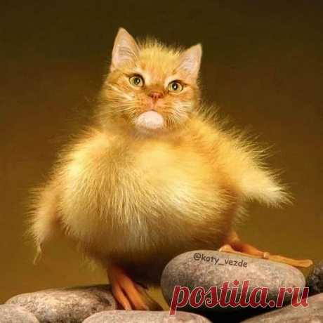 Chicken @fatcatart 🐥
.
My merch - @kotomerch
.
#кот #котик #коты #cat #cats #catsofinstagram #catsagram  #Photoshop #meme #memes #catmeme #funnycats #humor #юмор #humor #cats_of_instagram #catsofworld #catlover 
#animal #animals #猫 #lol
#bird #chickens #chicken #hen #cock #birds
. 
You can support me by buying a mix with your pet or at Patreon!