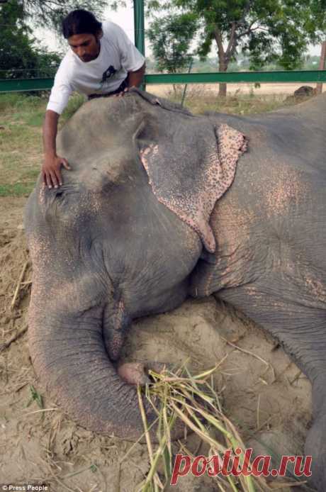 СЛОН ЗАПЛАКАЛ ПОСЛЕ ОСВОБОЖДЕНИЯ ОТ ДЕРЖАВШИХ ЕГО 50 ЛЕТ ЦЕПЕЙ (7 ФОТО) Индийский слон Раджу расплакался, когда с него сняли цепи, в которых его держали на протяжении 50 лет в штате Уттар-Прадеш на севере Индии.

Животное после 50 лет плохого обращения было спасено британской благотворительной организацией Wildlife SOS.

 

Каждый день Раджу заставляли вытягивать