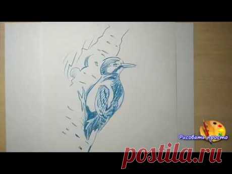 Учимся рисовать любую птицу за 5 минут(наброски,скетчи)