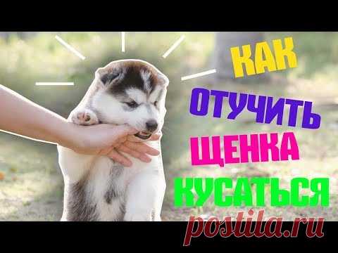 КАК ОТУЧИТЬ ЩЕНКА КУСАТЬСЯ | ЩЕНОК КУСАЕТ ЗА РУКИ И НОГИ