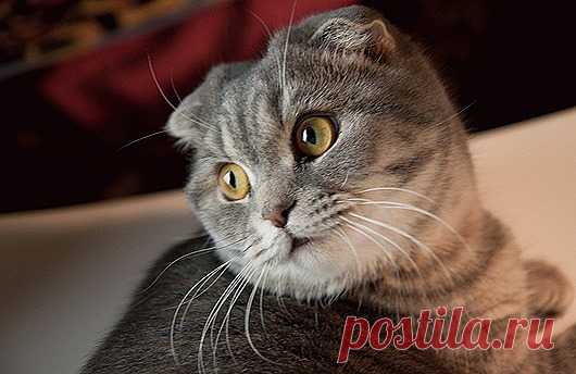 Самые удивительные породы кошек: Шотландская вислоухая кошка