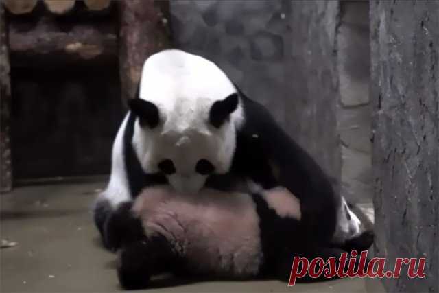 Панда Катюша недовольна смотровым вольером. Попытки большой панды Диндин показать малышку посетителям зоопарка не увенчались успехом.