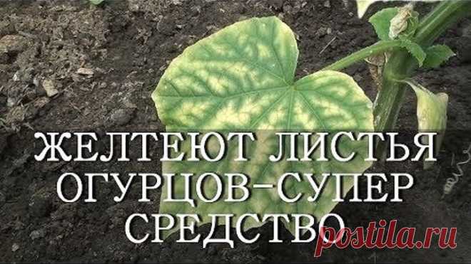 ЖЕЛТЕЮТ ЛИСТЬЯ ОГУРЦОВ - СУПЕР СРЕДСТВО ЙОД И МОЛОКО