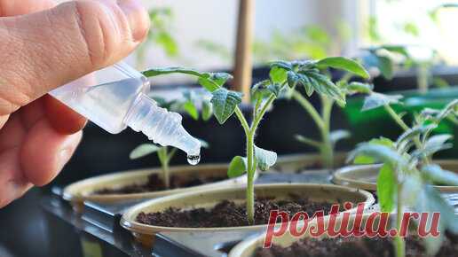 Рассада томатов + монофосфат калия = приземистые крепыши. Покажу как правильно разводить для подкормки рассады. | Сад огород life | Дзен