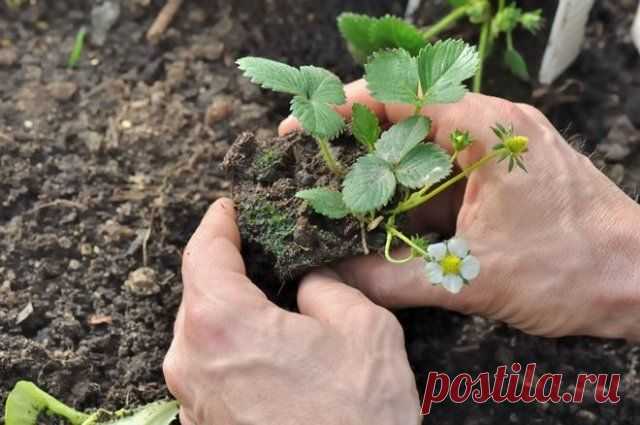 Как увеличить урожай клубники в два раза – секреты садоводов | Земляника (Огород.ru)