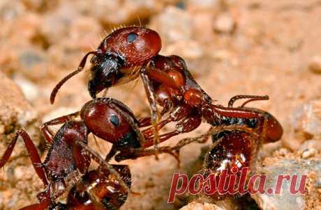 Королевы двух видов рода муравьев-жнецов Pogonomyrmex вступают в межвидовые союзы для воспроизводства стерильных рабочих, причем помимо воли самцов - Русская планета