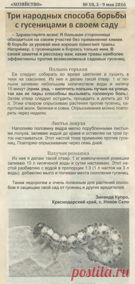 Три народных способа борьбы с гусеницами в саду