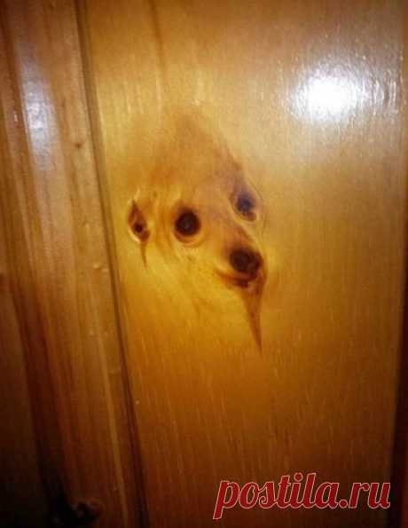 Дух собаки перевоплотившийся в дерево, которое стало дверью, чтобы в результате оказаться картинкой в Internetе. / Занимательная реклама
