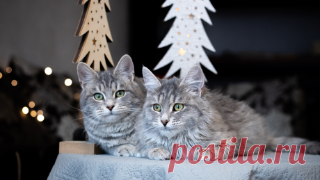 Найдите 10 отличий: котов-близнецов спасли с зимних дач - Питомцы Mail.ru