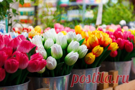 Проделаем жизнь букету из тюльпанов: 5 хитростей, которые работают Тюльпаны – весенние цветы. Своим ранним цветением они знаменуют приход самого яркого времени года. Поэтому у многих весна ассоциируется именно с этим цветком. Яркое многообразие окрасок бутонов, изящн...