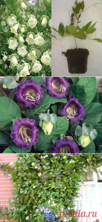 Выращивание кобеи - шикарной, красиво цветущей лианы - FB.ru