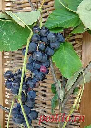 При выращивании винограда необходимо производить правильную обрезку лозы.