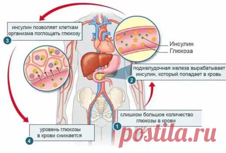 Как понять, что повышен уровень инсулина - Я ЗДОРОВ! - медиаплатформа МирТесен