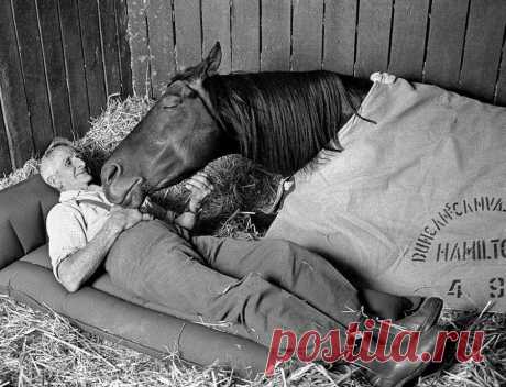 Тренер скаковых лошадей Томми Вудкок с его чемпион &quot;Неосторожная&quot; в ночь перед Кубком Мельбурна 1977 года, Флемингтона