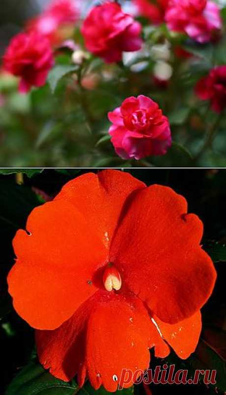 Бальзамин – нетерпеливый цветок. Характеристики сортов и советі по уходу.