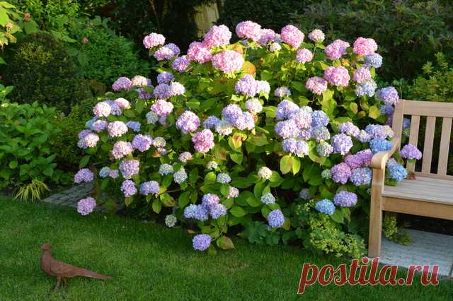 6 важных правил для пышного цветения гортензий 🚩 Сад и огород