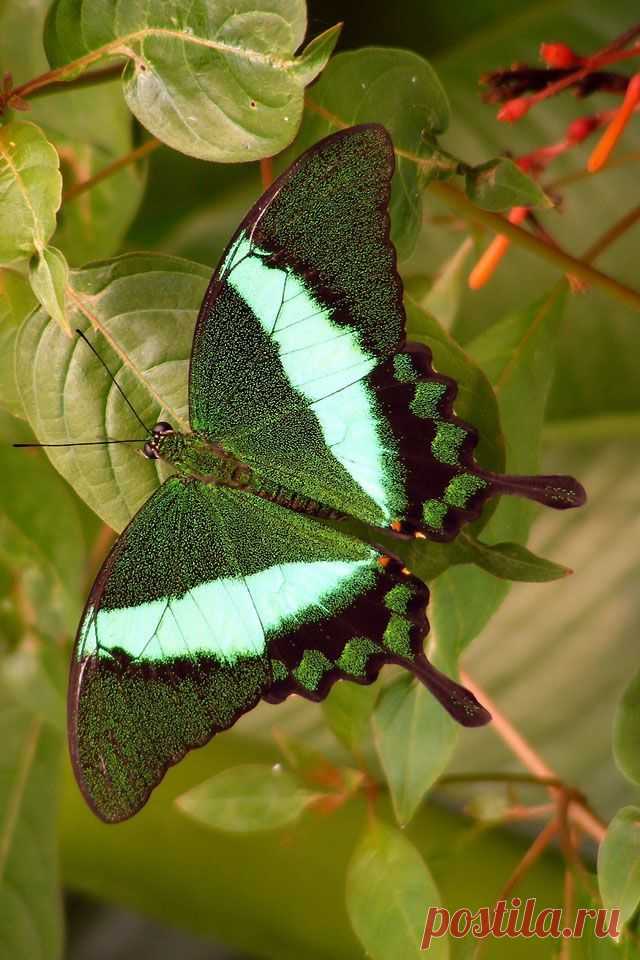 Papilio palinurus - Парусник ПАЛИНУР обитает в Бирме, Малайзии, Индонезии и на Филиппинах.  Предпочитает горные районы. В Малайзии находится под угрозой исчезновения.  |  Найдено на сайте postila.ru.