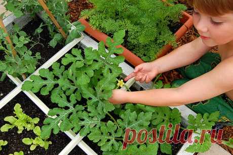 Как посадить и ухаживать за арбузами в открытом грунте