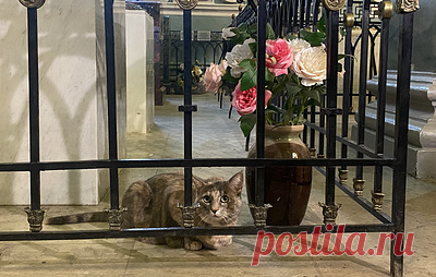 Эрмитажная кошка Серафима перешла в Петропавловский собор. В соборе она займется ловлей мышей и другими обязанностями
