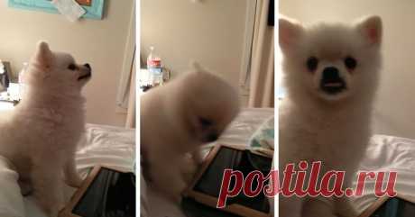 This Pomeranian Has The Cutest Sneeze You’ll Ever See (Watch With Sound!) |