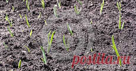 Herbage With Shoots Of Green Onions Stock Photo - Image: 92235348