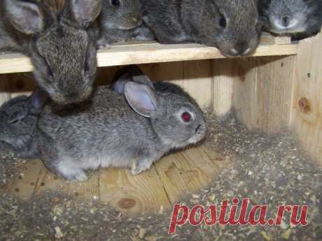 Фотки, чертежи дворцов для кроликов