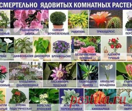 25 очень ядовитых комнатных растений