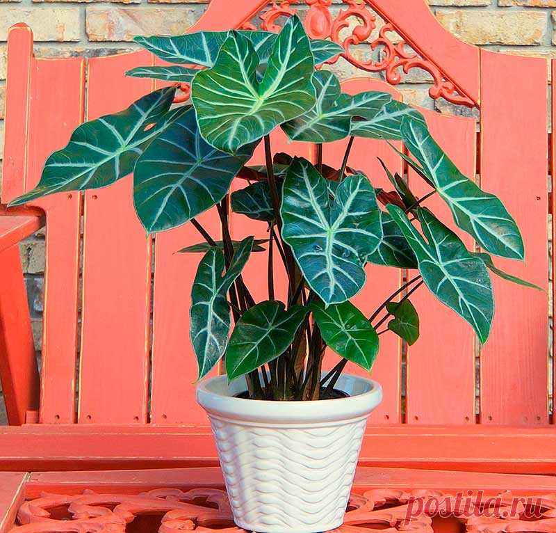 Комнатное растение Алоказия (Alocasia). Алоказии привлекают внимание своими роскошными листьями. Лучше всего выращивать эти растения в оранжереях и теплицах вместе с другими теплолюбивыми растениями. В условиях обычной квартиры алоказии может не хватить тепла и влаги, ведь ее родина - тропики юго-восточной Азии.