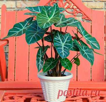 Комнатное растение Алоказия (Alocasia). Алоказии привлекают внимание своими роскошными листьями. Лучше всего выращивать эти растения в оранжереях и теплицах вместе с другими теплолюбивыми растениями. В условиях обычной квартиры алоказии может не хватить тепла и влаги, ведь ее родина - тропики юго-восточной Азии.