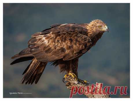 Golden Eagle _DSC5980Lrcopia