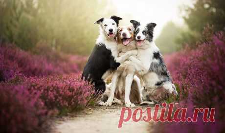 Трогательный пост фото собак. Портреты польских Фотограф Алиция Zmyslowska