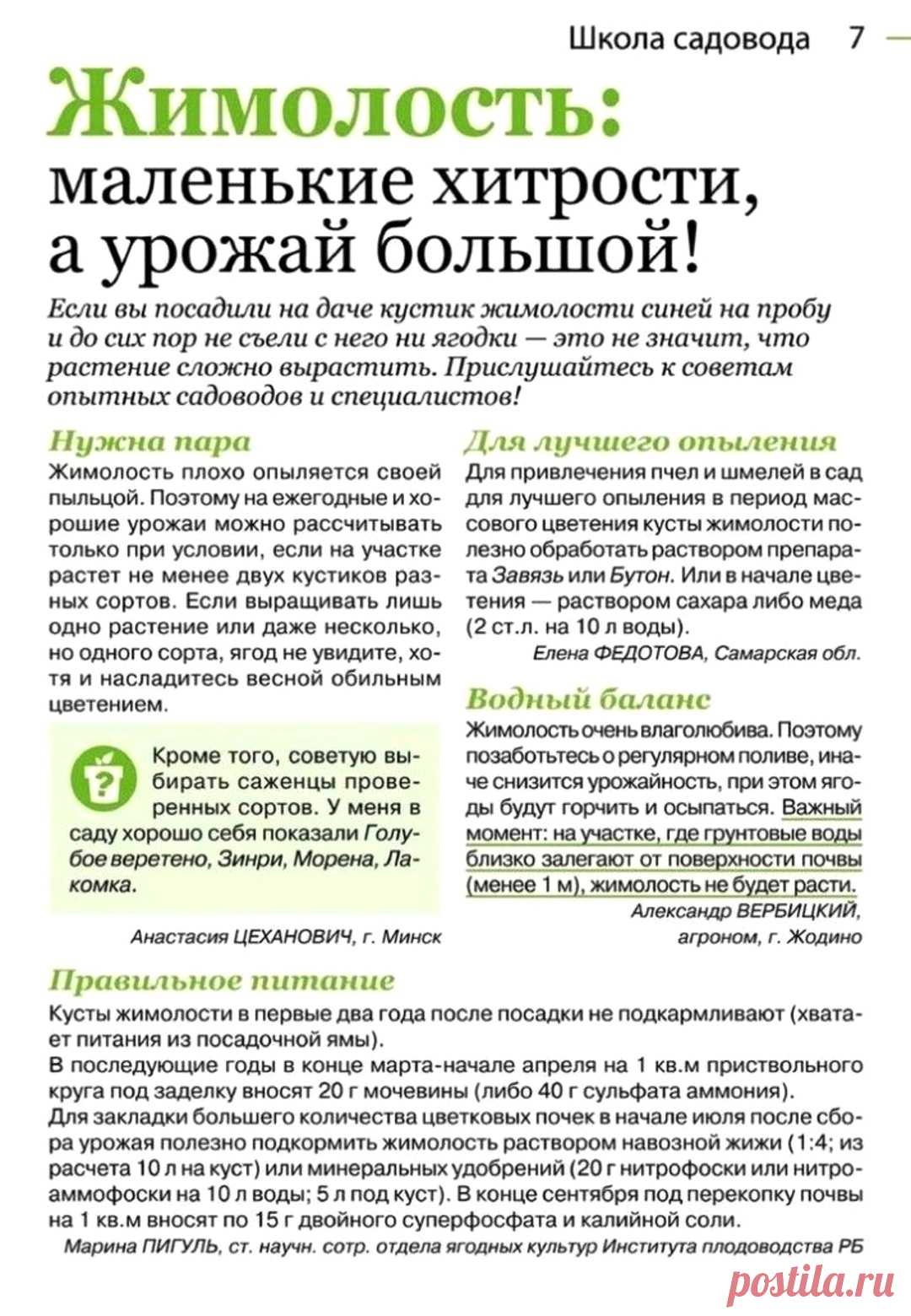 Жимолость: маленькие хитрости, а урожай большой