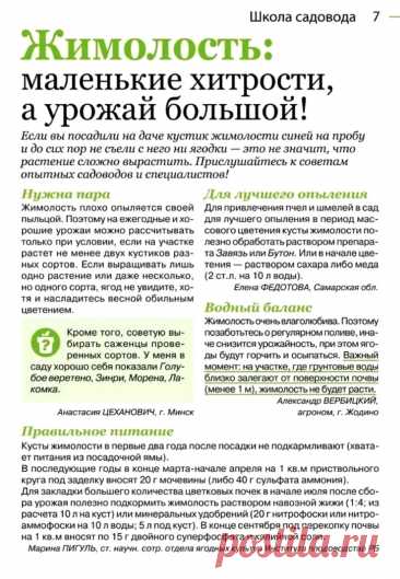Жимолость: маленькие хитрости, а урожай большой