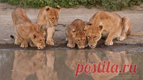 Lion Family Drinking Photography Tours to africa