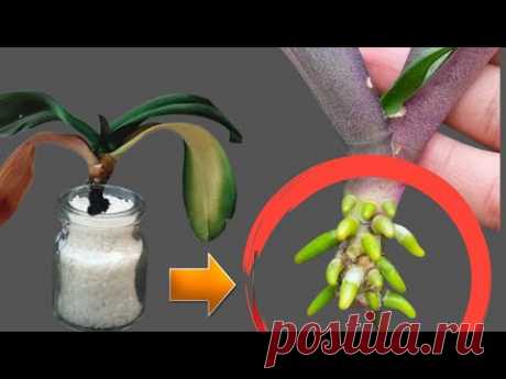 Невероятен По този вълшебен начин орхидеята чиито корени са загинали се съживява и пуска нови корени