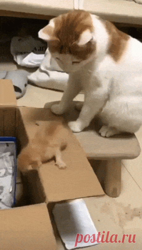 Let me help you,funny GIFs Let me help you, Find More funny GIFs on GIF-VIF