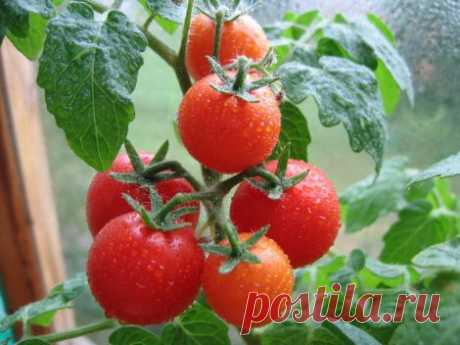 Оптимальная температура для выращивания томатов и другие правила ухода
