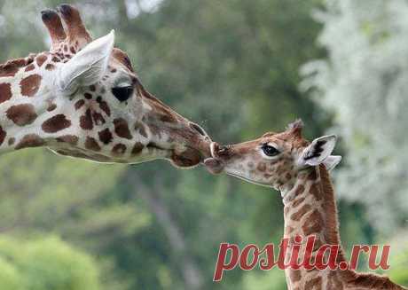 Детёныш жирафа девяти дней от роду играет со взрослой особью в Зоопарке Фридрихсфельде в Берлине, Германия.
