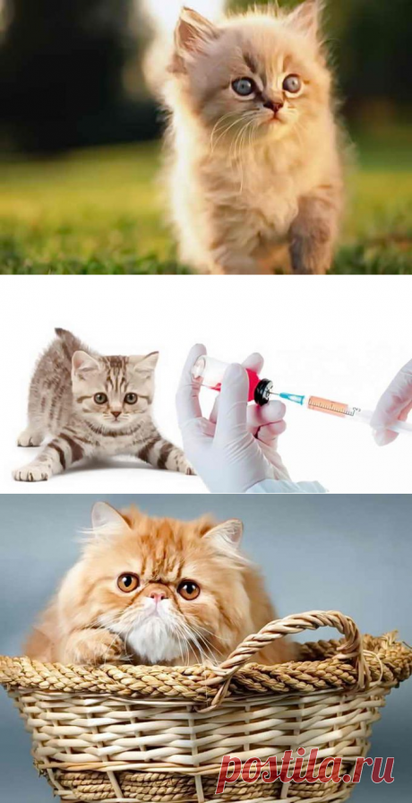 Какие прививки не забыть сделать котенку, возраст и условия вакцинации