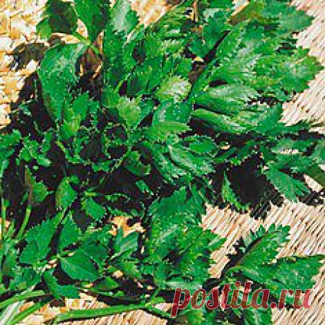 сельдерей листовой полезные свойства