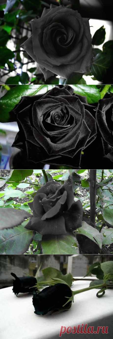Мистическая красота чёрных роз из Халфети