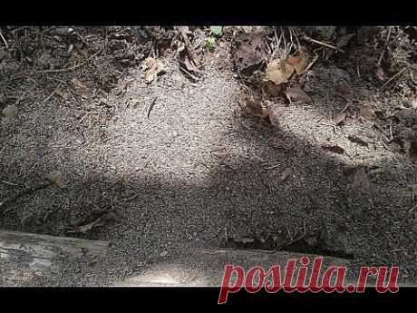 Как избавиться от муравьев в огороде - YouTube