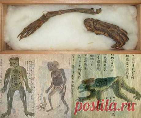 Кости водяного демона будут представлены на выставке в Японии